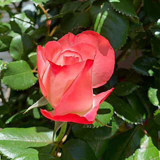 ばら大好き/バラのある庭/薔薇のある暮らし/薔薇が好き♡/ばらの庭...などのインテリア実例 - 2020-05-14 20:35:05