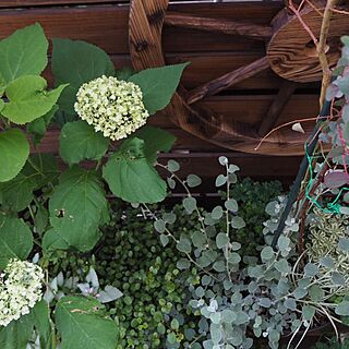 玄関/入り口/植物/ウッドデッキgarden/紫陽花アナベル♡のインテリア実例 - 2016-06-01 21:20:35