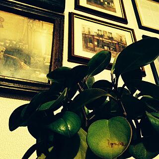 ペペロミア•クルシフォリア/壁一面に額/ルスルスの観葉植物のインテリア実例 - 2014-11-02 01:20:18