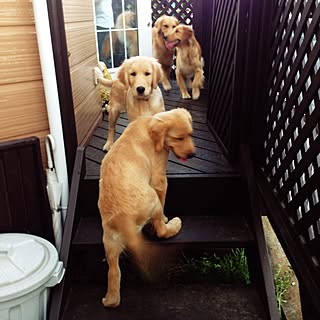 玄関/入り口/犬小屋ですみません(￣◇￣;)/ケーキ作り/ゴールデンレトリーバー/愛犬と暮らす家...などのインテリア実例 - 2016-06-02 10:04:49