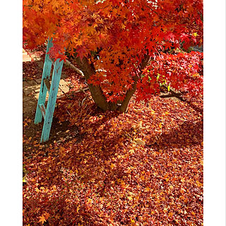 落ち葉の絨毯/紅葉の絨毯/落ち葉/シンボルツリー/もみじ...などのインテリア実例 - 2022-11-14 15:16:11