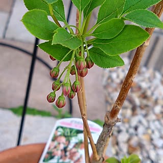 玄関/入り口/花のある暮らし/ドウダンツツジの蕾/ガーデニングが好き/植栽スペース...などのインテリア実例 - 2023-04-21 17:49:39