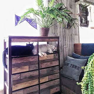 玄関/入り口/しただけ/猫と植物の共存/植物のある暮らし/【植中毒】...などのインテリア実例 - 2016-09-07 21:17:47