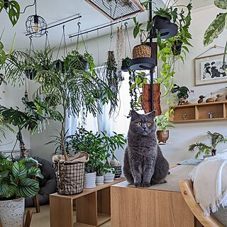 ねこのいる暮らし/ねこと暮らす/観葉植物と猫/北欧インテリア/北欧ナチュラルインテリア...などのインテリア実例 - 2023-06-16 11:09:46