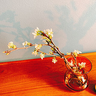 吉野桜/植物のある暮らし/チーク材の家具/ガラスベース/机...などのインテリア実例 - 2022-04-09 13:05:43