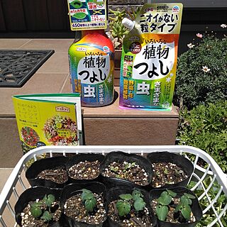 玄関/入り口/ガーデニング/植物のある暮らし/害虫対策/アースガーデン...などのインテリア実例 - 2023-05-24 13:50:12