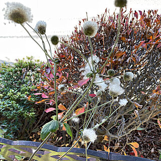 秋明菊/冬の庭/好きな物に囲まれて/灯りのある暮らし/臨書中です。...などのインテリア実例 - 2022-12-22 09:25:11