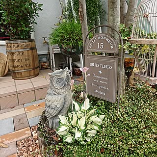 玄関/入り口/庭の植物/観葉植物/サボテンのインテリア実例 - 2017-06-25 12:52:30