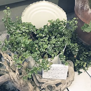 流木/観葉植物/ハンドメイド/リメ缶/日替わり投稿企画!木曜日...などのインテリア実例 - 2017-05-18 19:08:58