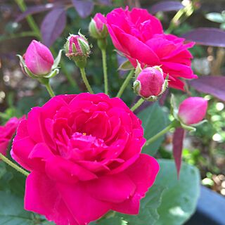 玄関/入り口/薔薇の花のインテリア実例 - 2017-05-29 12:27:26