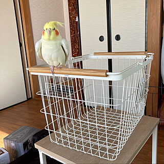 つむちゃん/ペットと暮らすインテリア/RCの出会いに感謝♡/インコ/ののん...などのインテリア実例 - 2022-01-28 22:24:37