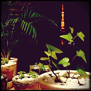 リビング/植物のある部屋/植物/植物のある生活/植物好き...などのインテリア実例 - 2015-02-28 18:14:47