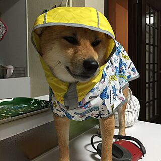 犬部♪/雨散歩/柴犬ちょびのインテリア実例 - 2016-04-21 12:56:57