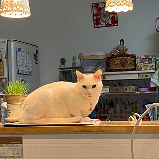 キッチンカウンター/光る猫/ねこと暮らす/にゃんこと暮らす家/キッチンのインテリア実例 - 2023-03-20 20:50:47
