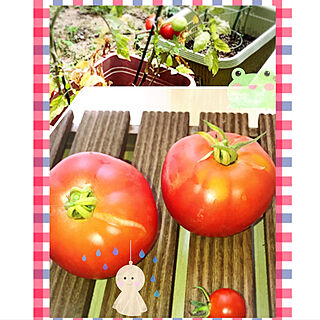 リビング/トマト収穫しました♪のインテリア実例 - 2018-06-30 17:18:57