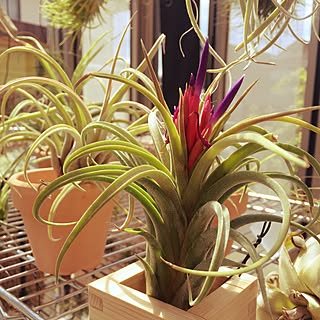 部屋全体/@s-tillandsia/flower/エアープランツ/tillandsia...などのインテリア実例 - 2016-05-05 13:22:55