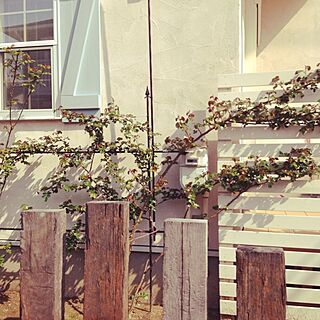 玄関/入り口/植物/西側枕木ガーデンのインテリア実例 - 2014-04-12 07:52:34