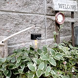 部屋全体/ニトリ/隙間を植物で埋めたい病/植物/三角形の花壇...などのインテリア実例 - 2016-06-26 22:02:17