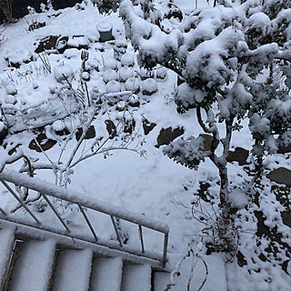 冬景色/雪景色/積雪/雪が降った/植物が好き...などのインテリア実例 - 2021-02-17 22:04:44