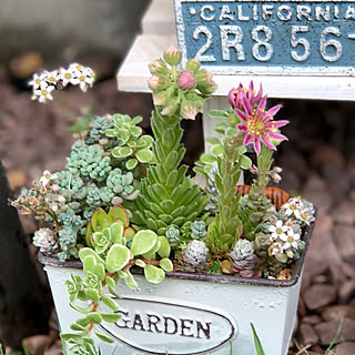 玄関/入り口/多肉植物寄せ植え/100いいね、ホントに感謝です❤︎のインテリア実例 - 2018-05-23 10:54:39