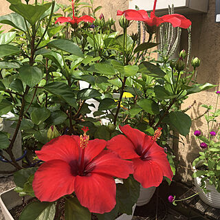 赤い花/ハイビスカス/自分時間/7月の庭/庭...などのインテリア実例 - 2022-07-30 10:04:29