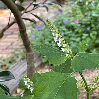 家庭菜園初心者/大葉の花/秋色インテリア/秋/イベント参加...などのインテリア実例 - 2021-09-30 13:59:26