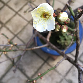 チョット日光浴/風おさまる/今日は良いお天気/開花第一号/癒される...などのインテリア実例 - 2022-01-31 11:22:15