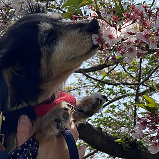 麿と桜/間に合った/こどもと暮らす/平日休み/2人と2匹暮らし...などのインテリア実例 - 2023-04-11 13:36:23