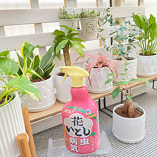 観葉植物/花いとし/暮らしのハンドブック2022/アースガーデン/害虫対策...などのインテリア実例 - 2022-04-24 19:16:50