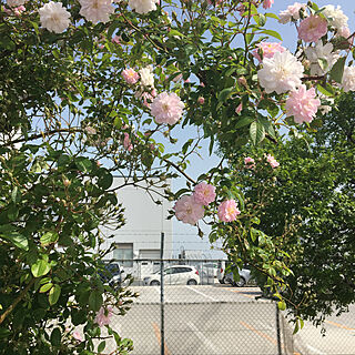 部屋全体/庭/空港の薔薇フェアのインテリア実例 - 2018-05-16 17:09:44