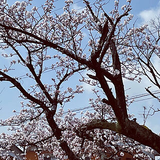 撮るのが難しい/薄くて小さい/桜の木/春の訪れ/晴れ14℃☀️...などのインテリア実例 - 2021-03-31 12:12:49