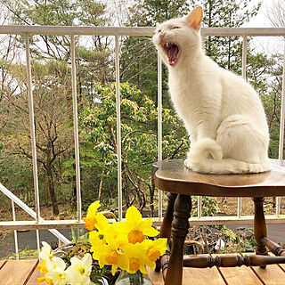白猫/花を飾る/ねこのいる日常/インテリアじゃなくてごめんなさい/ガーデン...などのインテリア実例 - 2020-04-01 04:52:03