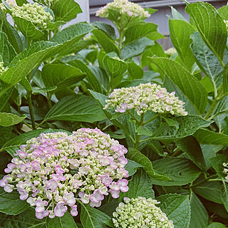 玄関/入り口/畑/畑のお花/可愛い/癒されます...などのインテリア実例 - 2019-06-19 13:46:21