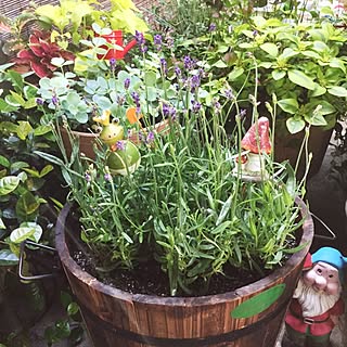 gardening★/雑貨/☆植物☆のインテリア実例 - 2015-05-20 07:06:07