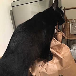 キッチン/米袋の紐が好き♡/ネコと楽しく暮らす/黒猫チョコ君/いいね、フォロー本当に感謝です♡のインテリア実例 - 2017-10-12 00:33:10