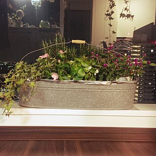 リビング/窓辺/植物のインテリア実例 - 2016-07-28 10:20:28