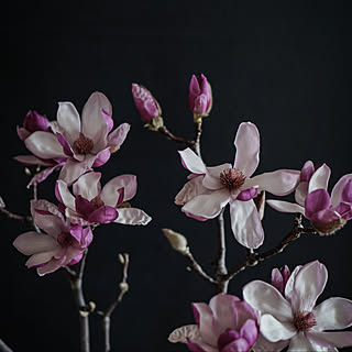 Magnolia/flower/木蓮の花/花のある暮らし/slow life...などのインテリア実例 - 2021-04-10 21:05:03