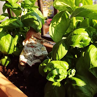 部屋全体/ベランダ菜園/植物のある暮らし/草花/雑貨...などのインテリア実例 - 2017-05-27 16:16:43