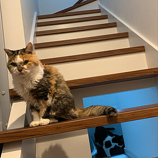 階段 高齢猫のおしゃれなインテリアコーディネート レイアウトの実例 Roomclip ルームクリップ 階段 高齢猫のおしゃれなインテリアコーディネート レイアウトの実例 Roomclip ルームクリップ