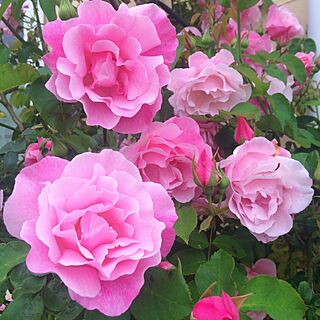 玄関/入り口/フリルが可愛い♡/スパニッシュビューティー/薔薇が大好き╰(✿´⌣`✿)╯♡/楽しい庭作り♫...などのインテリア実例 - 2016-05-25 05:56:50