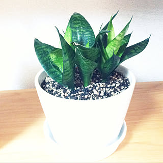 リビング/観葉植物のある生活/成長記録/観葉植物/モモナチュラルの家具...などのインテリア実例 - 2022-11-07 01:40:16