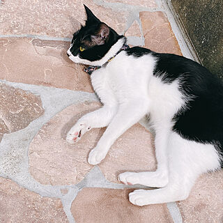 猫と暮らす/のんびりマイペース/ハートの石/庭が好き♡/石の庭...などのインテリア実例 - 2022-05-25 19:56:52