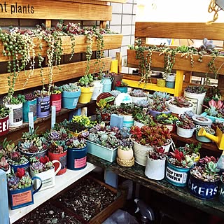 部屋全体/DIY/多肉植物/succulent plants/すのこ棚...などのインテリア実例 - 2016-02-03 22:03:15