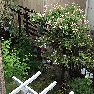リビング/DIY/庭/garden/オープンガーデン...などのインテリア実例 - 2016-05-16 19:19:20