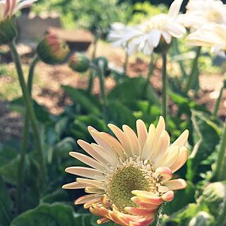 ベッド周り/花のある暮らし/花が好き/ガーデニング/ガーデン...などのインテリア実例 - 2017-04-30 07:30:03