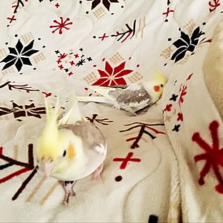 雪の結晶の模様可愛い❤️/にとり/こたつの布団♡/寒くなってきましたね。/オカメインコ と楽しい生活...などのインテリア実例 - 2016-11-01 12:33:14