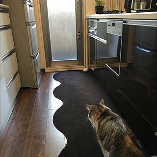 キッチン/ノルウェージャンフォレストキャット/とにかくネコが好きのインテリア実例 - 2016-03-01 16:38:16