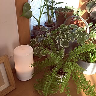 観葉植物/無印良品/アロマ/多肉植物/フリルのインテリア実例 - 2017-01-24 07:51:32