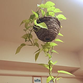 リビング/ハンギングプランター/ポトス/観葉植物/ナチュラルのインテリア実例 - 2017-07-03 22:03:54