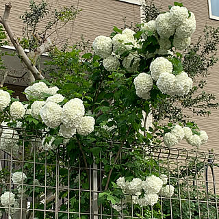 建て売り一戸建て/お花大好き❁❀✿✾/庭/好きな風景/RC初老クラブ...などのインテリア実例 - 2023-04-22 16:22:08